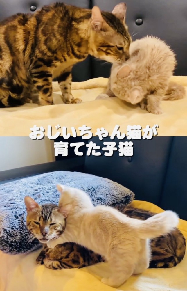 子猫の面倒をみるミックス猫