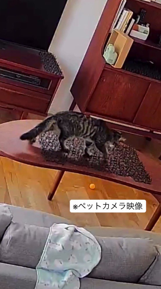 猫よけマットの上を歩いていく猫