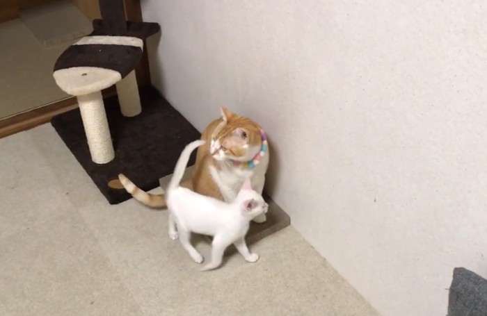座る茶白の前を歩く白猫