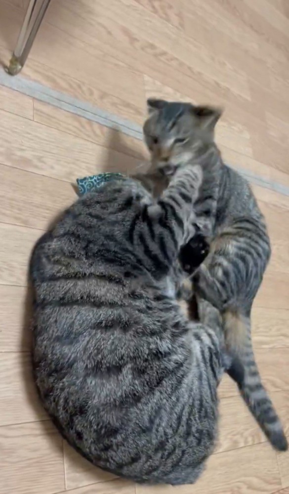 ケンカする猫2匹1