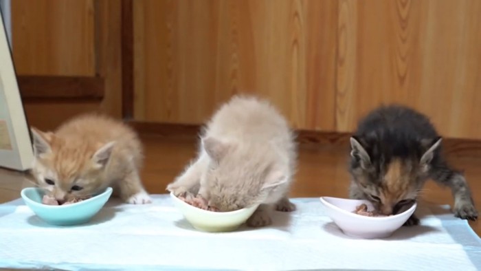 ごはんを食べる子猫