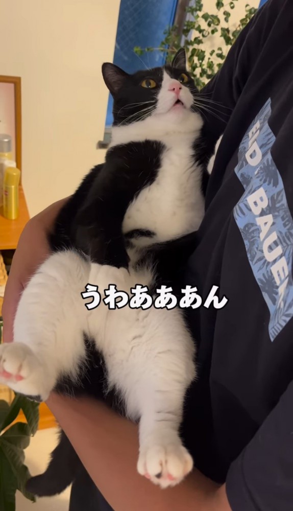 男性に抱っこされる猫「うわあああん」の文字