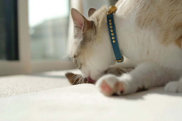 尻尾を舐めている猫