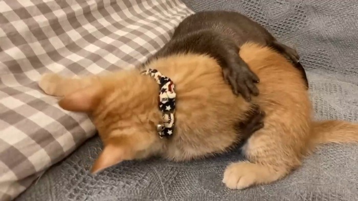 背中に回された前足