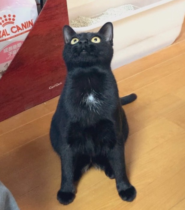 上を見上げる猫