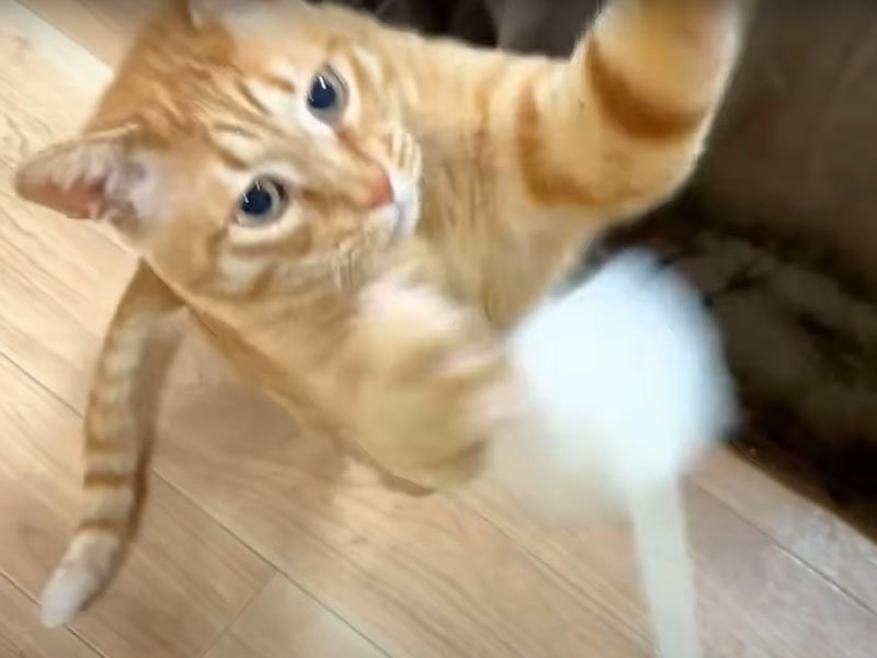 おもちゃで遊ぶ猫