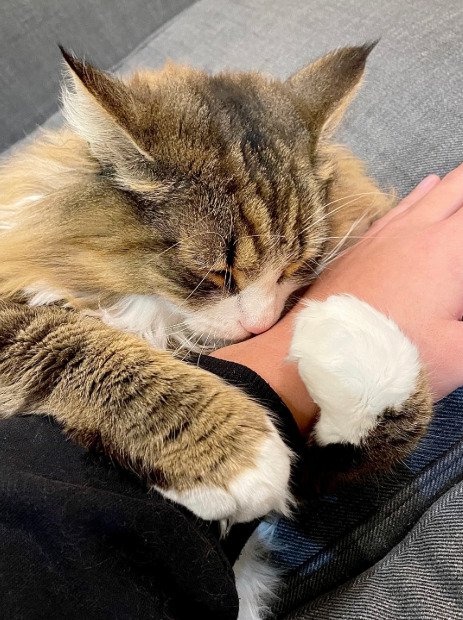 腕に抱きつく猫