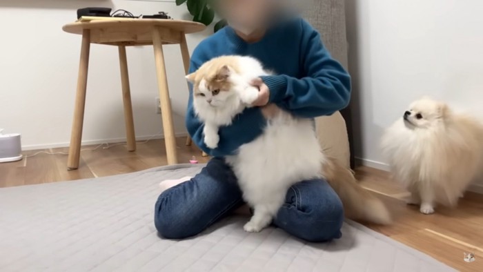 猫を抱く人間と犬