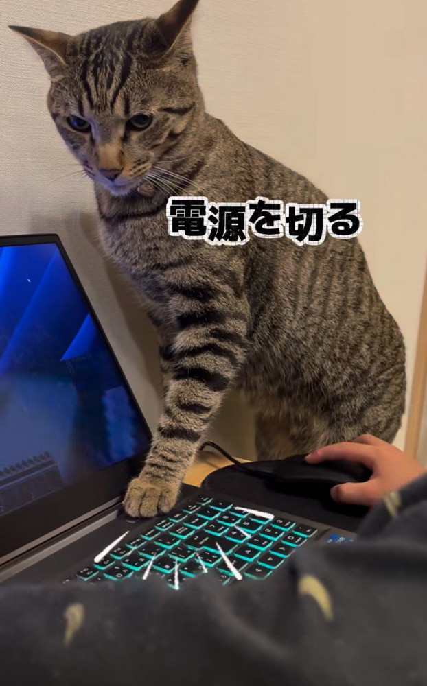 PCの電源を押す猫