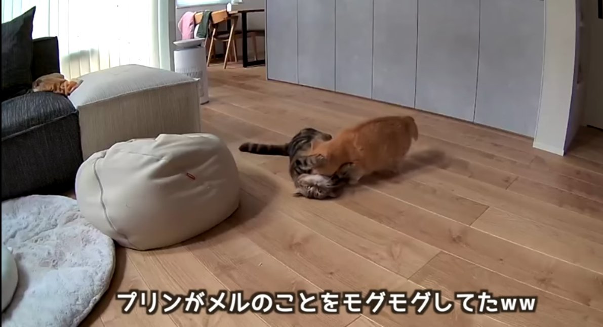 モグモグされてるメルくん