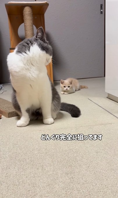 マンチカンの尻尾をつかまえようとねらう子猫