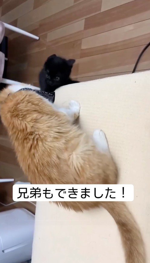 じゃれあう2頭の猫