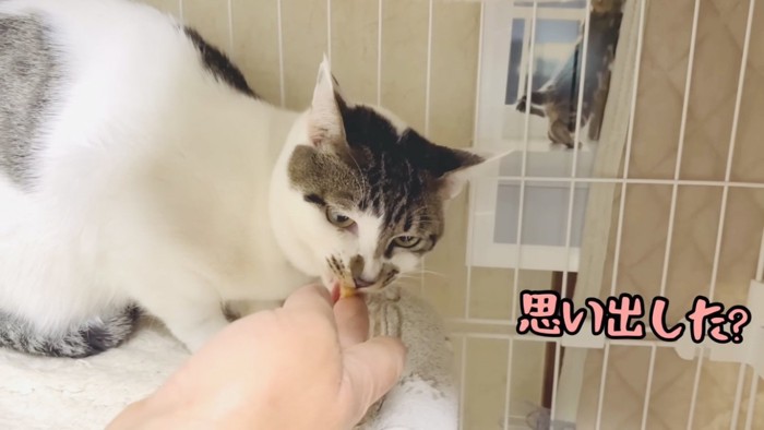 ケージの中、父ちゃんにおやつをもらう猫