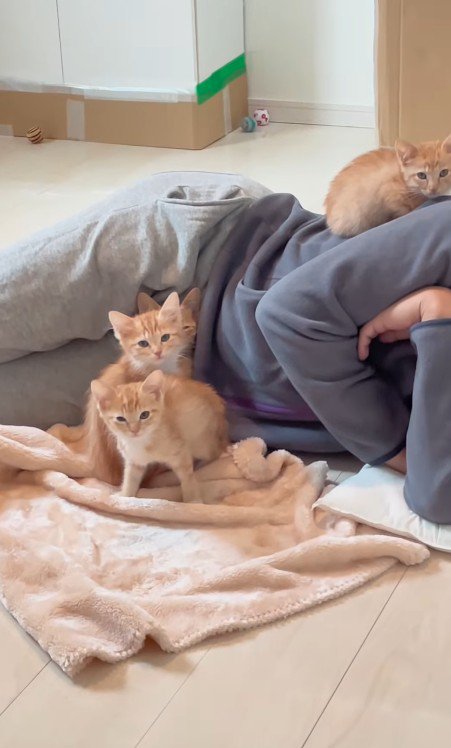 寝ているパパさんと4匹の猫