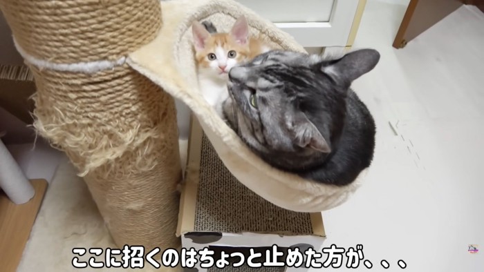 テロップ「ここに招くのは……」