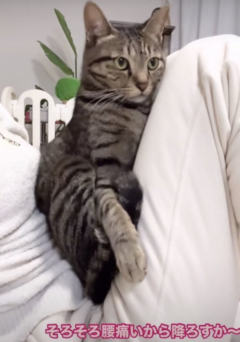 飼い主さんの膝にのっているイヴくん