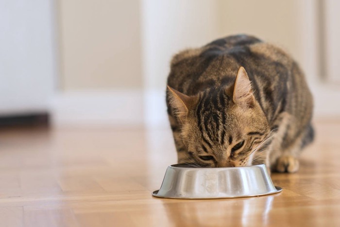 ごはんをモリモリ食べるキジトラ