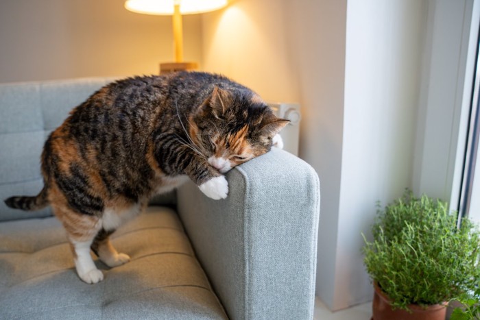 スリスリする猫