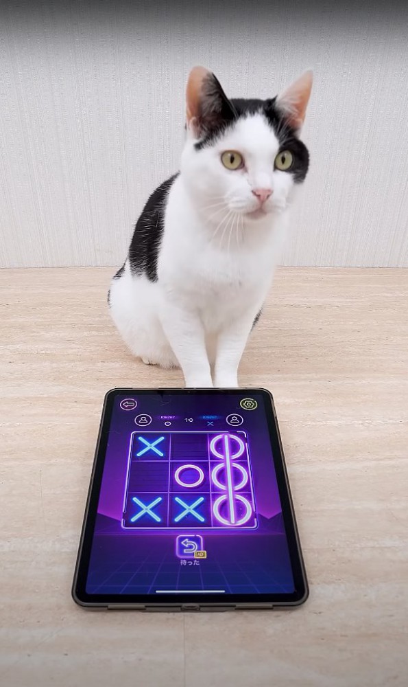 ◯が勝ったタブレットの前でお座りをしている猫