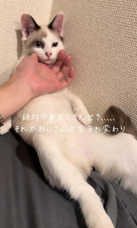 壁際で仰向けになって顔を撫でられている猫