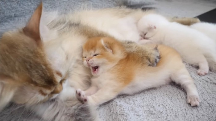 あくびする子猫