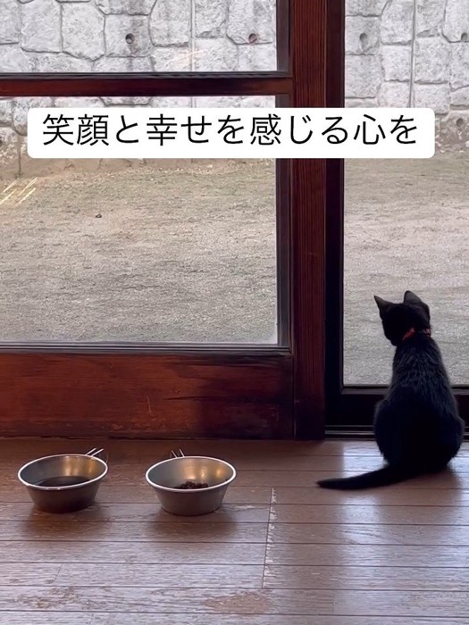 外を見る子猫の後ろ姿