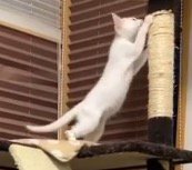 キャットタワーの支柱に前足を伸ばす子猫