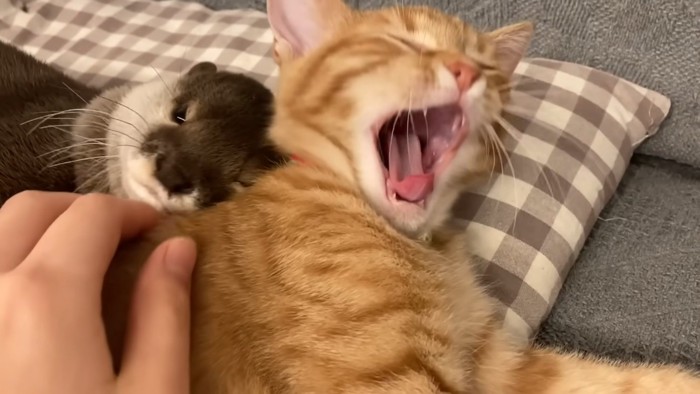 あくびする子猫