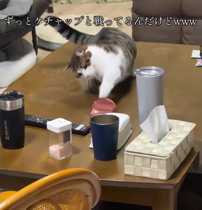 猫パンチをするねこ