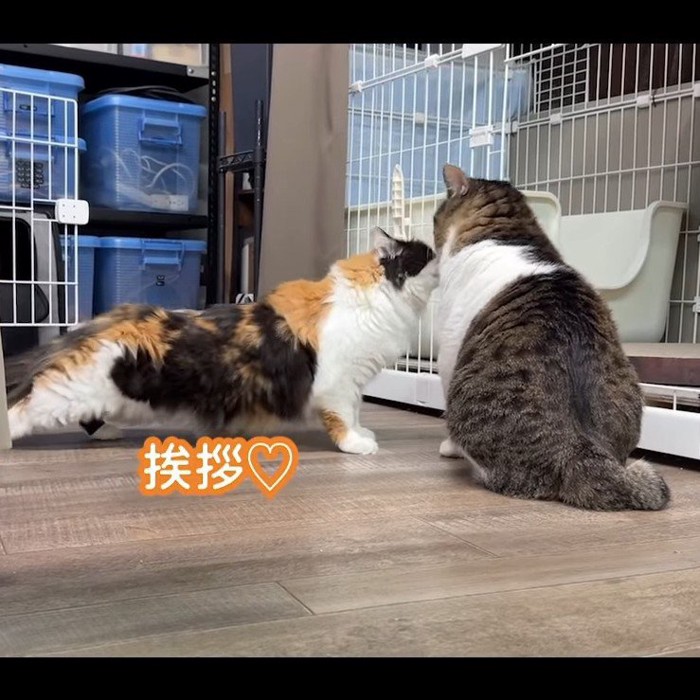 三毛猫とキジ白猫