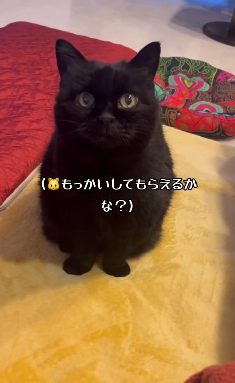 なでてほしそうに見ている黒猫