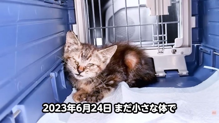 テロップ「2023年6月～」