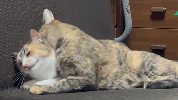 三毛猫に噛みつくサビ猫