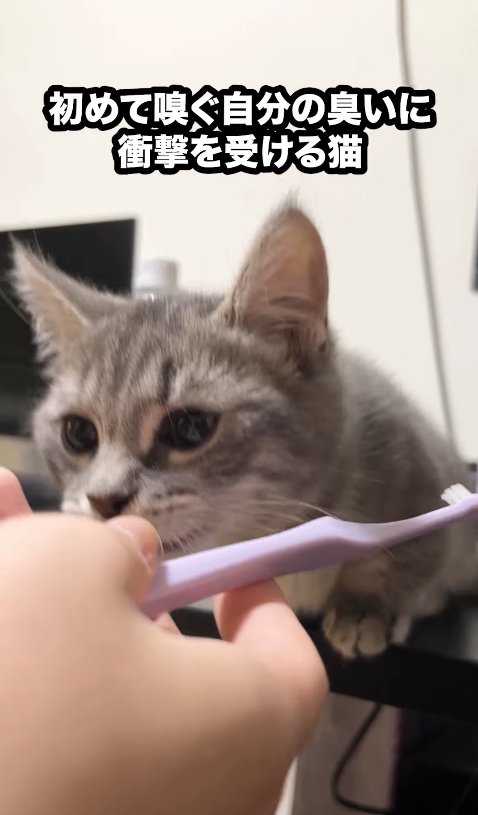 歯ブラシを持っている飼い主の手の匂いを嗅ぐ子猫