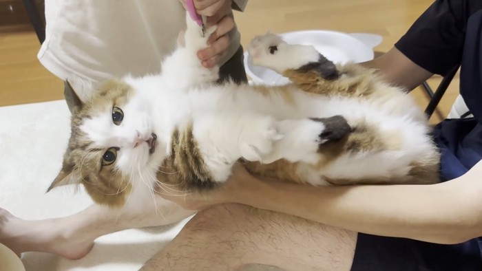 仰向けにされた長毛猫ちゃん