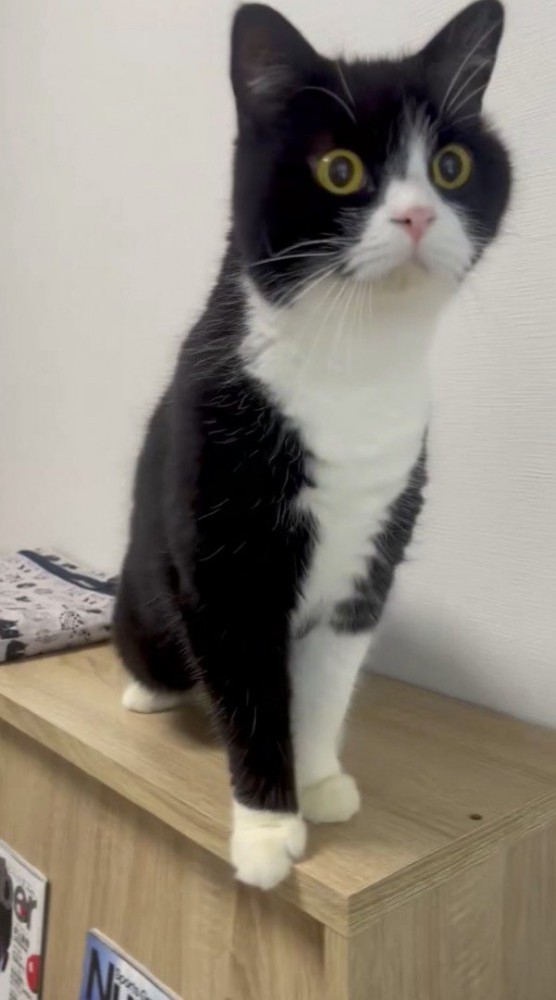 何かを見つめながら近づく猫
