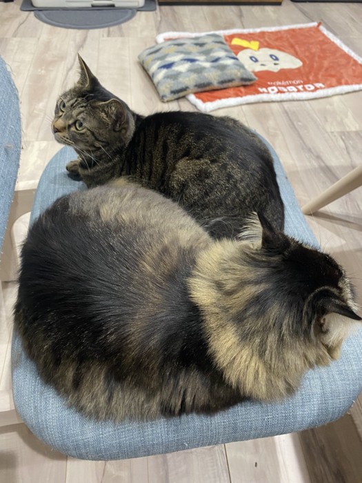 同じ椅子の上に互い違いに座る2匹