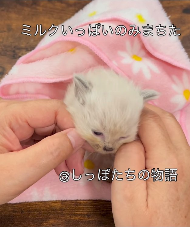 手に顔を擦り付ける子猫