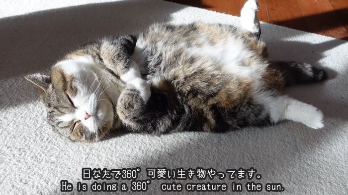 スヤスヤと眠るまるくん