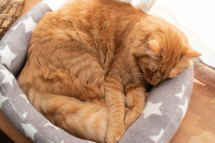 丸まって眠る猫