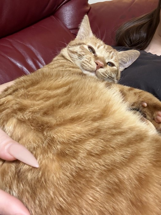 抱っこされる猫