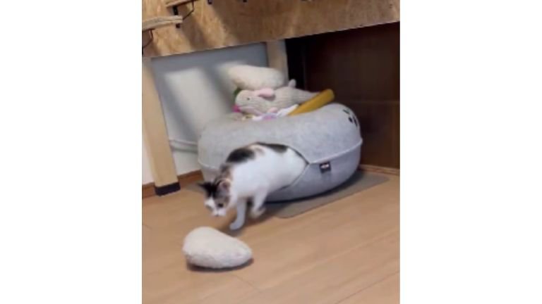 おもちゃで遊ぶ猫