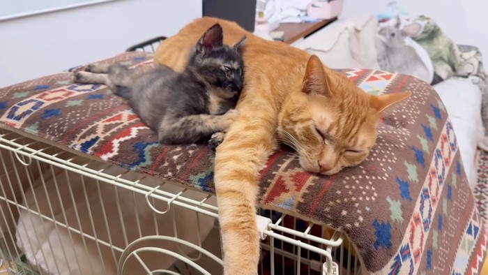 くっついて寝る2匹の猫