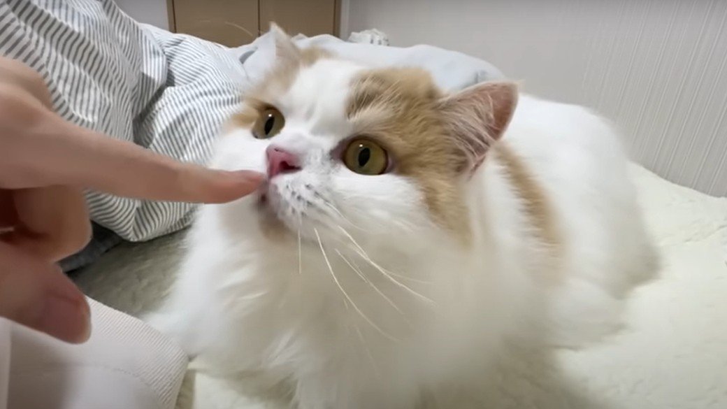 人差し指と猫