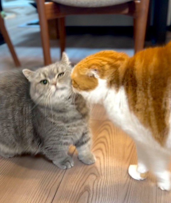 キスする猫