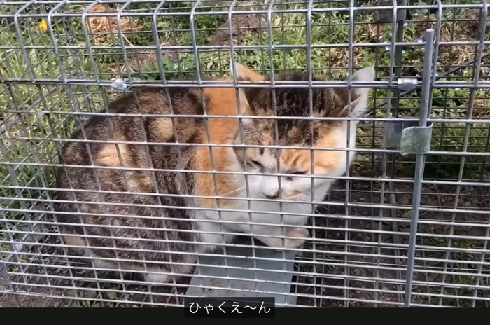 「ひゃくえーん」