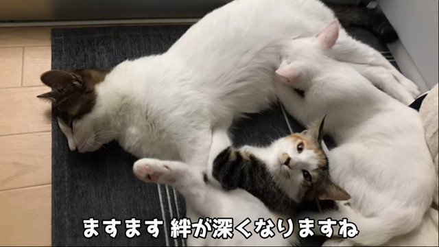 横になる猫と2匹の子猫