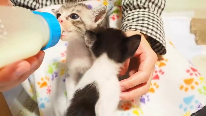 哺乳瓶でミルクを飲ませてもらう子猫
