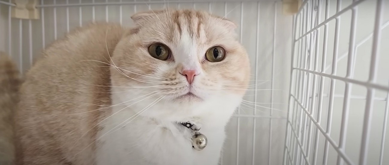 うんちをする猫