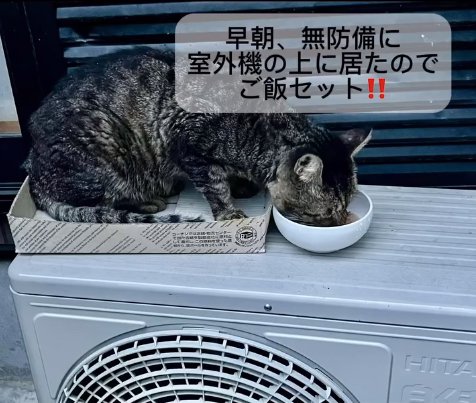 室外機の上でご飯を食べている猫